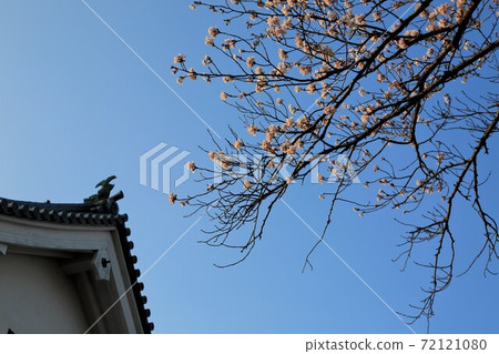 One night castle in spring, 70 (Sumiiso, Ogaki City, Gifu Prefecture) 72121080