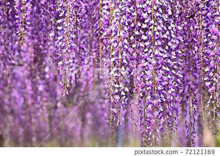 柳川市紫藤花盛開 72121169