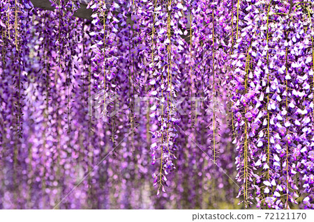 柳川市紫藤花盛開 72121170