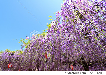 柳川市紫藤花盛開 72121200
