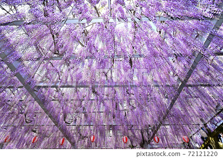 柳川市紫藤花盛開 柳川市紫藤花盛開 72121220