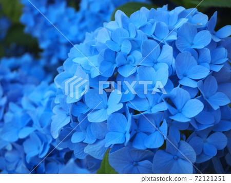 豐平公園的白色河馬和繡球花田 豐平公園的白色河馬和繡球花田 72121251
