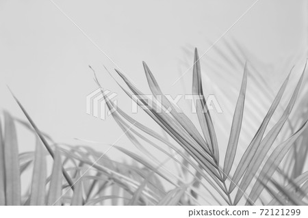 Abstract gray shadow background of palm leaves, Abstract gray shadow background of palm leaves, 72121299