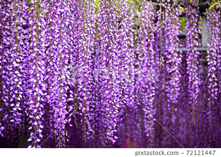 Yanagawa City, wisteria flowers in full bloom Yanagawa City, wisteria flowers in full bloom 72121447