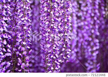 Yanagawa City, wisteria flowers in full bloom 72121448