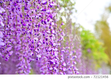 Yanagawa City, wisteria flowers in full bloom Yanagawa City, wisteria flowers in full bloom 72121456