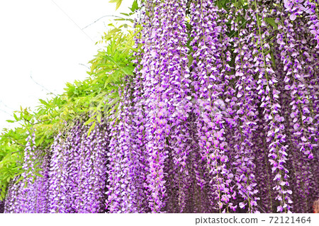 Yanagawa City, wisteria flowers in full bloom Yanagawa City, wisteria flowers in full bloom 72121464