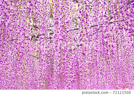Yanagawa City, wisteria flowers in full bloom 72121508