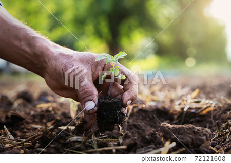 close up hand planting tomato in garden 72121608