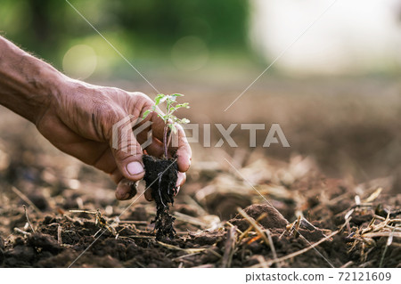 close up hand planting tomato in garden 72121609