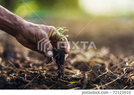 close up hand planting tomato in garden 72121610