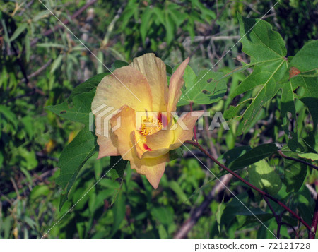 Galapagos cotton 72121728