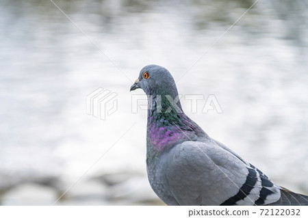 Pigeon standing by the water 72122032