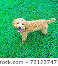 一隻小狗在綠色的草坪上玩活潑 72122747