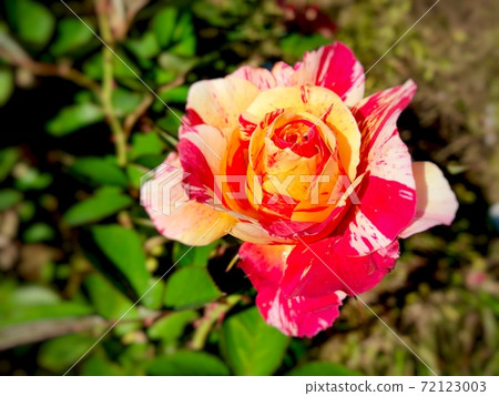 Spring landscape with a single flowering Maurice Utrillo rose 72123003