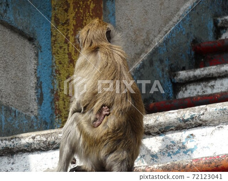 Parent and child of wild monkey, Malaysia Batu Cave Parent and child of wild monkey, Malaysia Batu Cave 72123041