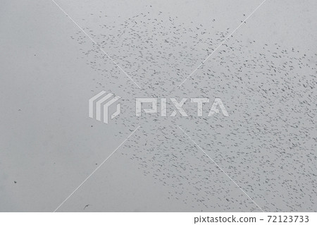 Flight of birds. Ravens and crows in sky. Flock of crows flies in grey sky. These birds gather in flocks over landfills. Flight of birds. Ravens and crows in sky. Flock of crows flies in grey sky. These birds gather in flocks over landfills. 72123733