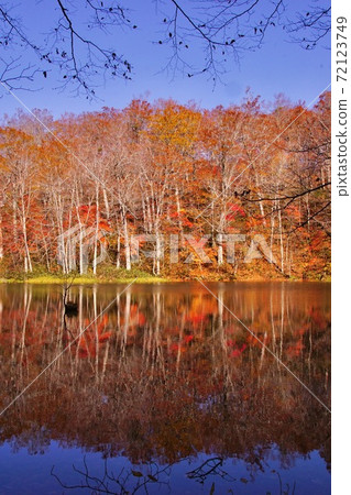 Autumn Tsuta Nanuma Tour Hiking Sugenuma Autumn Leaves Towada Hachimandaira National Park Towada City, Aomori Prefecture Autumn Tsuta Nanuma Tour Hiking Sugenuma Autumn Leaves Towada Hachimandaira National Park Towada City, Aomori Prefecture 72123749