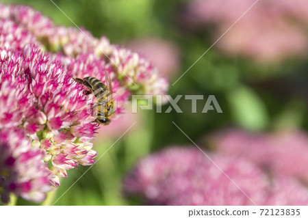 Closeup of a bee enjoying the The star-shaped pink flowers - Fette Henne . Closeup of a bee enjoying the The star-shaped pink flowers - Fette Henne . 72123835