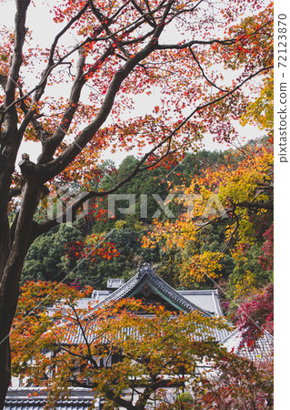 Yaya寺廟秋葉 Yaya寺廟秋葉 72123870