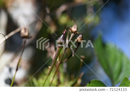 Rukosou的果子 Rukosou的果子 72124133