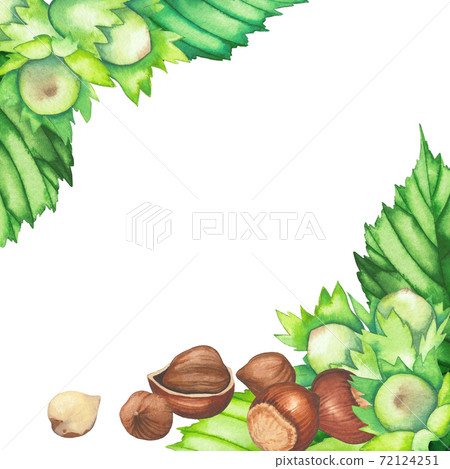Watercolor design with hazelnut leaves and nuts. 72124251