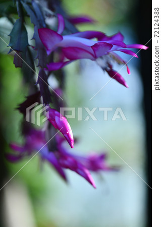 Shakobasa仙人掌(惠比壽葉寄居棕櫚)花 Shakobasa仙人掌(惠比壽葉寄居棕櫚)花 72124388