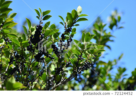 Ripe Eurya japonica (Himesakaki) fruit 72124452