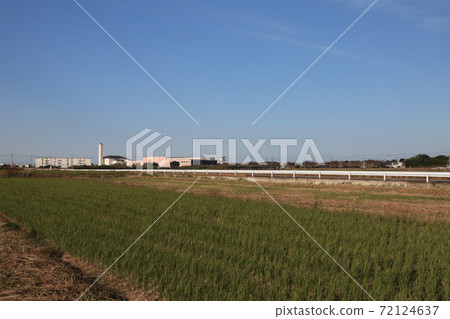 埼玉縣蓮田市的田園風光 72124637