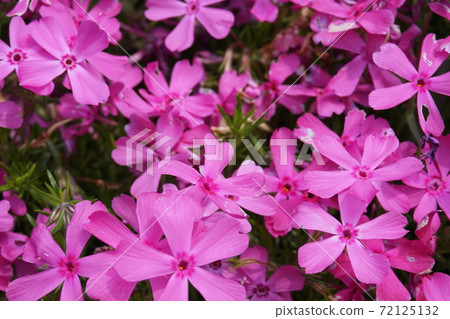 Moss phlox  72125132