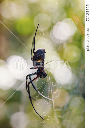 big white spider Nephilengys livida Madagascar 72125525