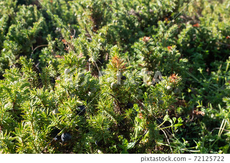 Autumn Juniperus 72125722