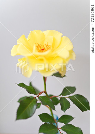 One flower of yellow rose 72125961