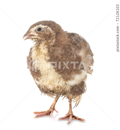 japanese quail in studio japanese quail in studio 72126103