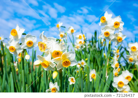 Daffodils in full bloom 72126437
