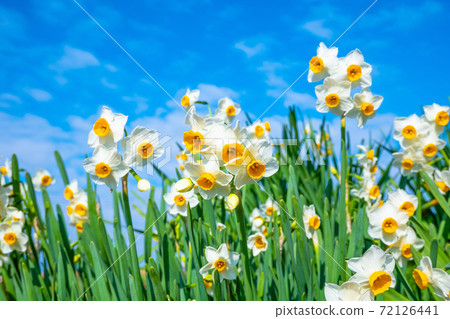 Daffodils in full bloom 72126441