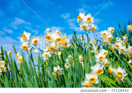 水仙花盛開 水仙花盛開 72126442