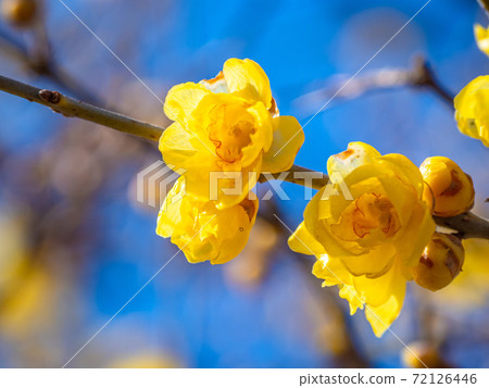 Flower of Japanese allspice 72126446