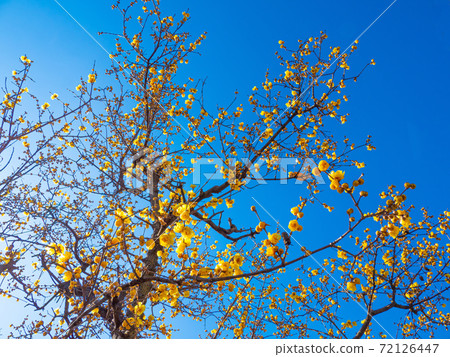 Mangetsurobai花 Mangetsurobai花 72126447