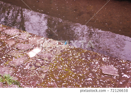 Zenpukuji River Sakura Fubuki and Kingfisher 72126638