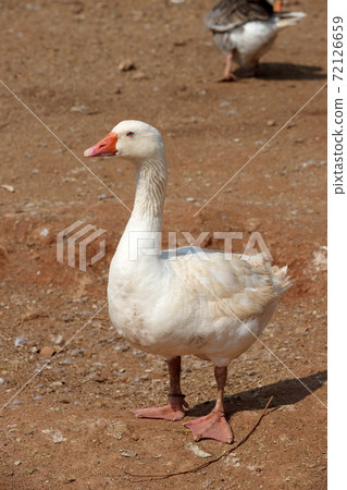 White ducks with a blurry brown ground background in a sunny day. selective focus. White ducks with a blurry brown ground background in a sunny day. selective focus. 72126659