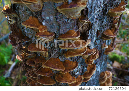 Close up the mushroom growing on the wet soil. Close up the mushroom growing on the wet soil. 72126804