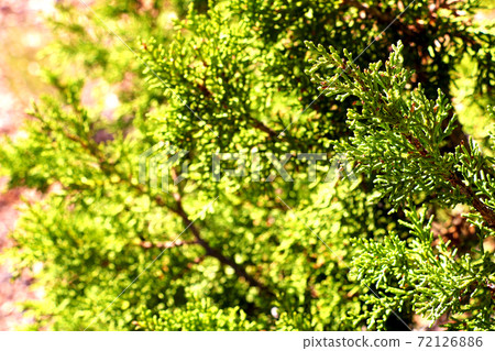 Detail of Sequoiadendron giganteum, giant sequoia, giant redwood 72126886
