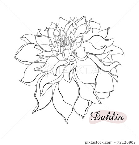 white dahlia drawing