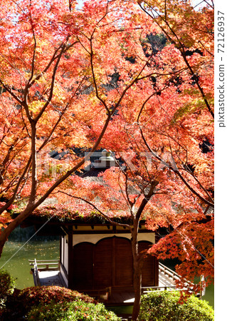 和歌山城秋葉在秋葉谷花園 和歌山城秋葉在秋葉谷花園 72126937