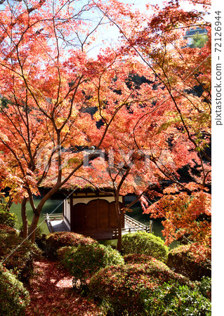 和歌山城秋葉在秋葉谷花園 和歌山城秋葉在秋葉谷花園 72126944