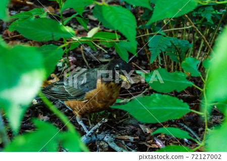 Beautiful bird in the park in summer or spring. 72127002