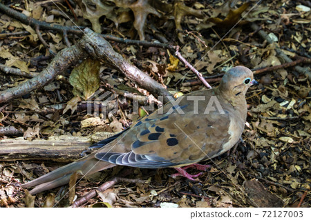 A mourning dove Zenaida macroura -- also known as the American mourning dove or the rain dove -- standing on a grassy lawn in bright sunshine. 72127003
