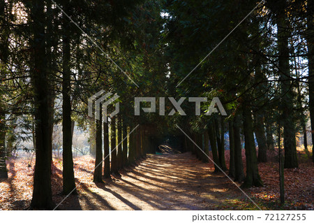 Pine forests in the tropics are rich is creating the world's oxygen in a landscape green background. 72127255
