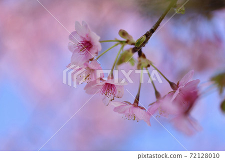 Kawazu cherry blossom petals 72128010